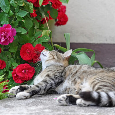 5 Decorative Plants That are Toxic to Cats