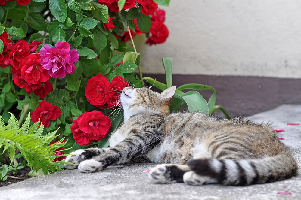 5 Decorative Plants That are Toxic to Cats