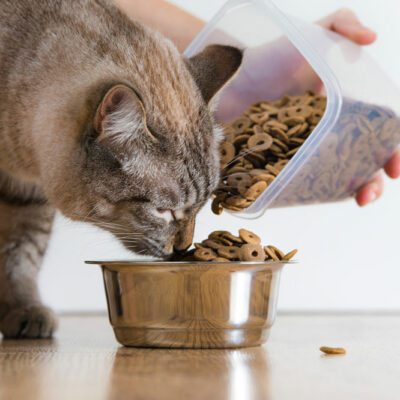7 Nutritious Ingredients to Look for in Cat Treats