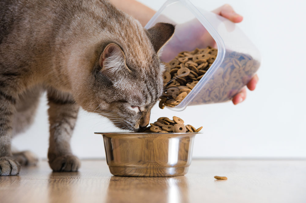 7 Nutritious Ingredients to Look for in Cat Treats