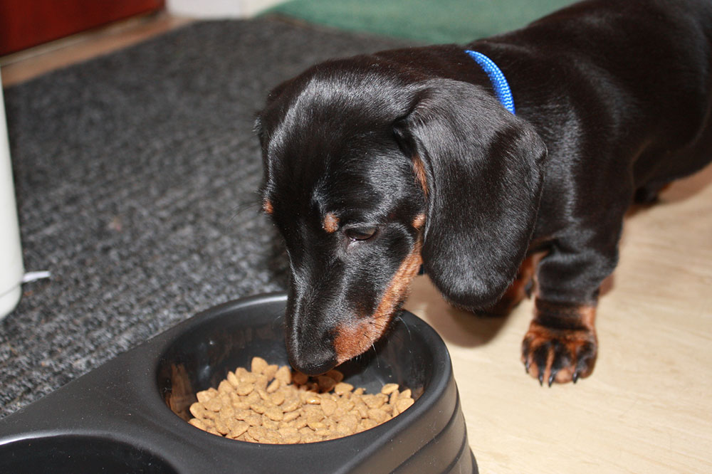 7 Tips for Managing Food Allergies in Dogs